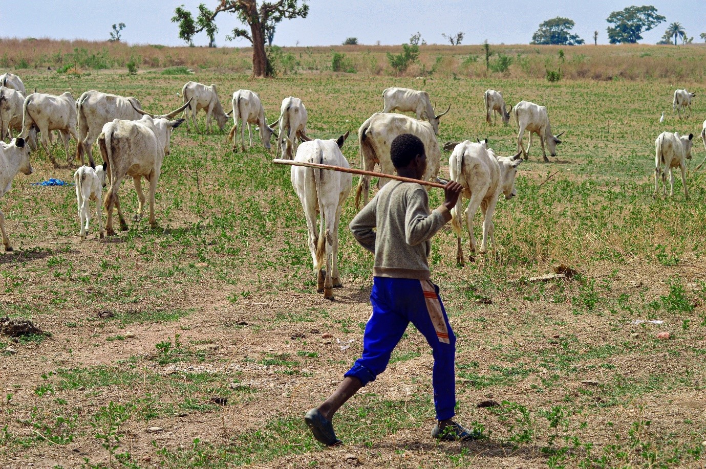 Agogo Farmer-Herder Conflict: The Story Behind the Story