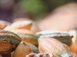close up of harvested cocoa pods in brazil