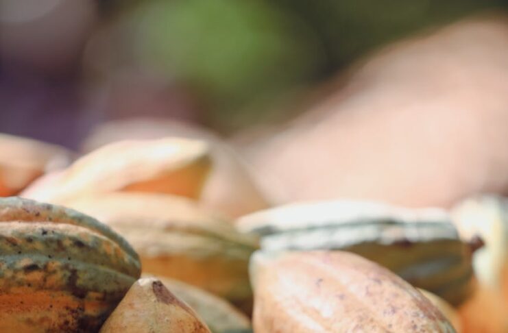 close up of harvested cocoa pods in brazil