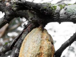 close up of fruit on tree