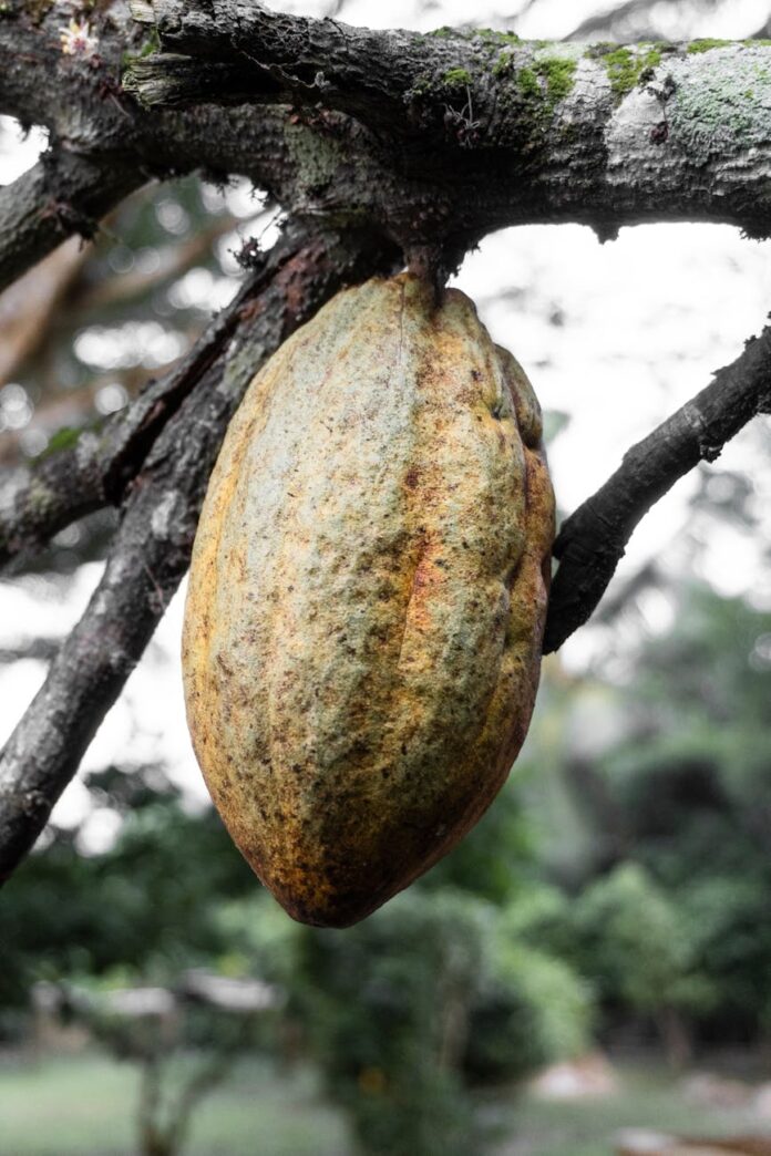 close up of fruit on tree