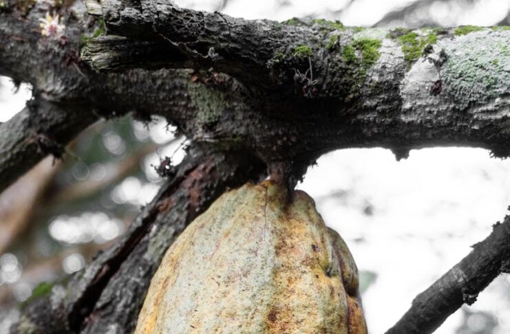 close up of fruit on tree
